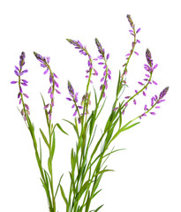 Polygala, commonly known as milkworts or snakeroots. Isolated
