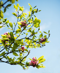 Spring magnolia flowers