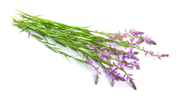 Polygala, commonly known as milkworts or snakeroots. Isolated