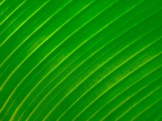 Banana green leaf texture and background.