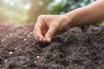 Farmer hand planting a seed in soil (seeds)