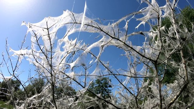 Traubenkirschen-Gespinstmotte, Yponomeuta evonymella, Traubenkirsche, kahlgefressener Strauch, Kahlfrass, Gespinst, Raupe, 4K