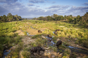 Fototapeta na wymiar African buffalo in Kruger National park, South Africa