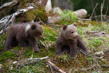 Naklejka premium Wild brown bear cub closeup