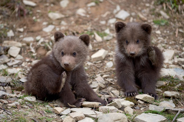 Wild brown bear cub closeup