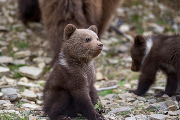 Wild brown bear cub closeup © byrdyak