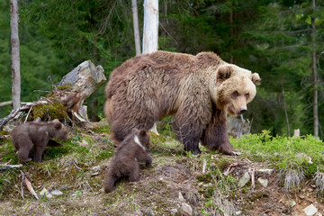 Obraz premium Big brown bear in the forest