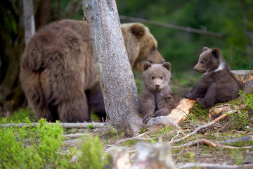 Brown bear with cub in forest