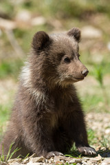 Obraz premium Wild brown bear cub closeup
