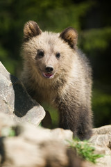 Wild brown bear cub closeup