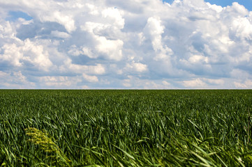 зеленое поле на фоне голубого неба с облаками