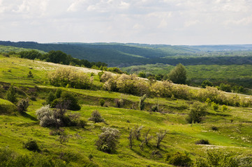 Obraz premium зеленый холм с деревьями