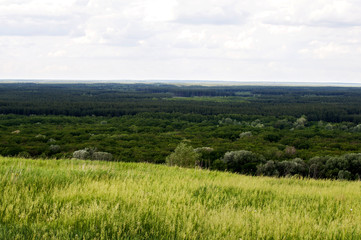 поле травы на фоне хвойного леса