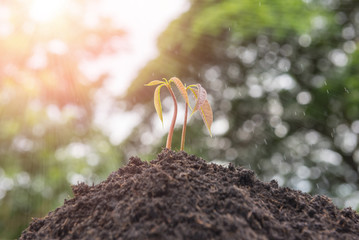 Young plant in the morning light on nature background