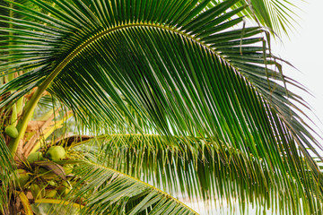 Fototapeta premium Coconut palm trees