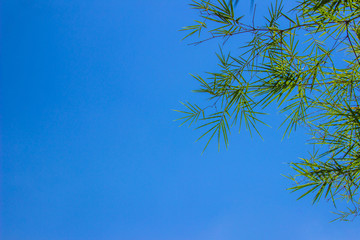 Leaf pattern leaves bamboo or abstract background .Green Energy and world for water day or National Forest Conservation Day.