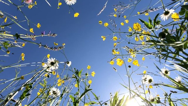 Blumenwiese von unten Richtung Himmel im Panorama, Schwenk, Naturerlebnis, Bayerrn, 4K