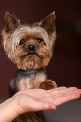 Fototapeta premium Yorkshire Terrier Dog
