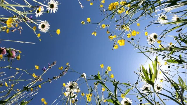 Blumenwiese von unten Richtung Himmel im Panorama, Schwenk, Naturerlebnis, Bayerrn, 4K