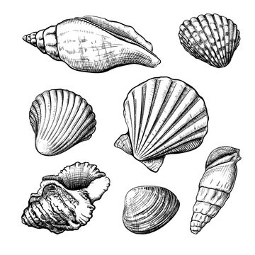 Set of different shapes of a seashells isolated on a white background. Hand drawn sketch. Vector illustration