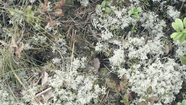 Marching ants in the moss. Forest ants.