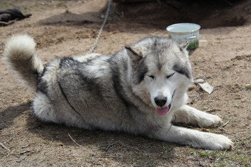 Sled dog Alaskan Malamute lying down on the ground (rest)