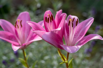 Close-up of pink liles flowers.  Common names for species in this genus include fairy lily rainflower zephyr lily magic lily Atamasco lily and rain lily.