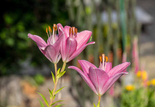 Close-up of pink liles flowers.  Common names for species in this genus include fairy lily rainflower zephyr lily magic lily Atamasco lily and rain lily.