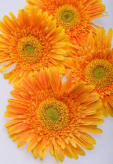 Subtle orange gerbera flowers on white background
