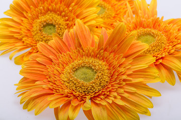 Subtle orange gerbera flowers on white background