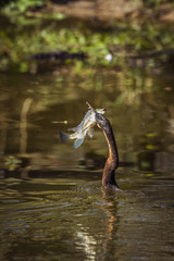 African Darter in Kruger National park, South Africa