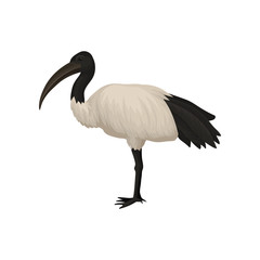 Detailed flat vector icon of ibis. Sacred bird of Egypt. Wild feathered animal with long legs and narrow beak. Tropical African fauna