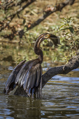 African Darter in Kruger National park, South Africa