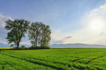 Fototapeta na wymiar Idyllic sunset landscape with trees on a wheat field
