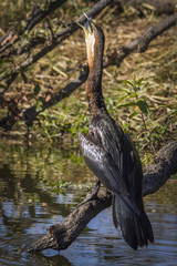 African Darter in Kruger National park, South Africa