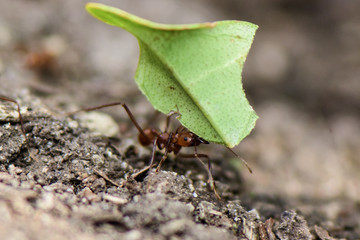 Worker leafcutter ant [Atta cephalotes] cutting a leaf of Arachis pintoi, an inedible peanut. Between her jaws she has a drop of liquid, the purpose of which is still under discussion among scientists