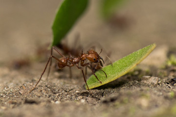 Worker leafcutter ant [Atta cephalotes] cutting a leaf of Arachis pintoi, an inedible peanut. Between her jaws she has a drop of liquid, the purpose of which is still under discussion among scientists
