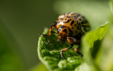 Colorado potato beetle eats potato leaves