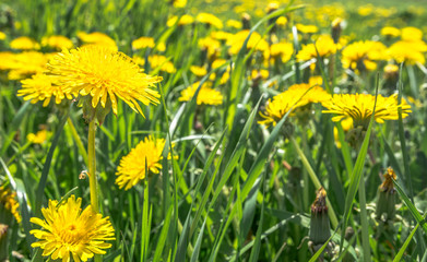 Yellow dandelion field, flowers in grass