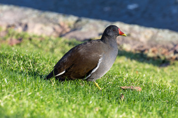 Bird