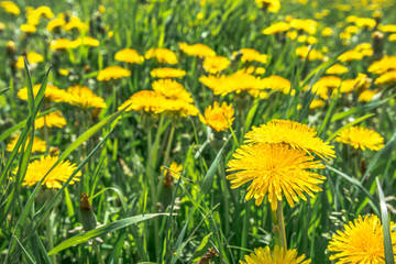 Fototapeta premium Yellow dandelion on meadow, flowers in grass