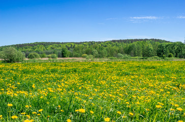 Yellow dandelion field, panoramic vista