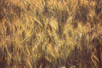Wheat field in the morning. Close up of barley plants in a wheat field at sunset. Nature background.