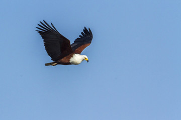 Naklejka premium African fish eagle in Kruger National park, South Africa