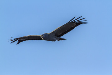 African Harrier-Hawk in Kruger National park, South Africa