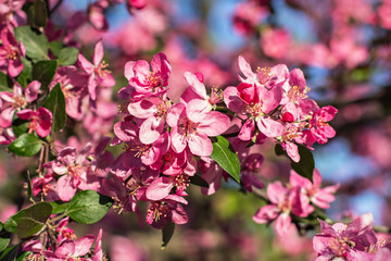 A blooming tree in the park. Flowers of cherries.