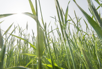 Green Rice Field with white sky background