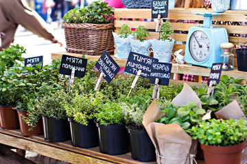 Thyme, basil, mint in pots in a showcase on the flower market.