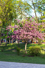 Fototapeta na wymiar A blooming tree in the park. Flowers of cherries.