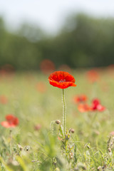 Poppy flower with blur background field of poppies vertical